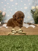Vera  AKC, a female Poodle - Toy  for sale in Goldsboro, NC – 2 of 5