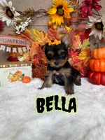 Bella AKC, a female Yorkshire Terrier for sale in Goldsboro, NC – 1 of 5