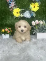 James, a male Maltipoo for sale in Goldsboro, NC – 4 of 5