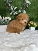 Alden AKC, a female Poodle - Toy  for sale in Goldsboro, NC – 5 of 5