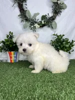 Fred, a male Maltese for sale in Goldsboro, NC – 4 of 5