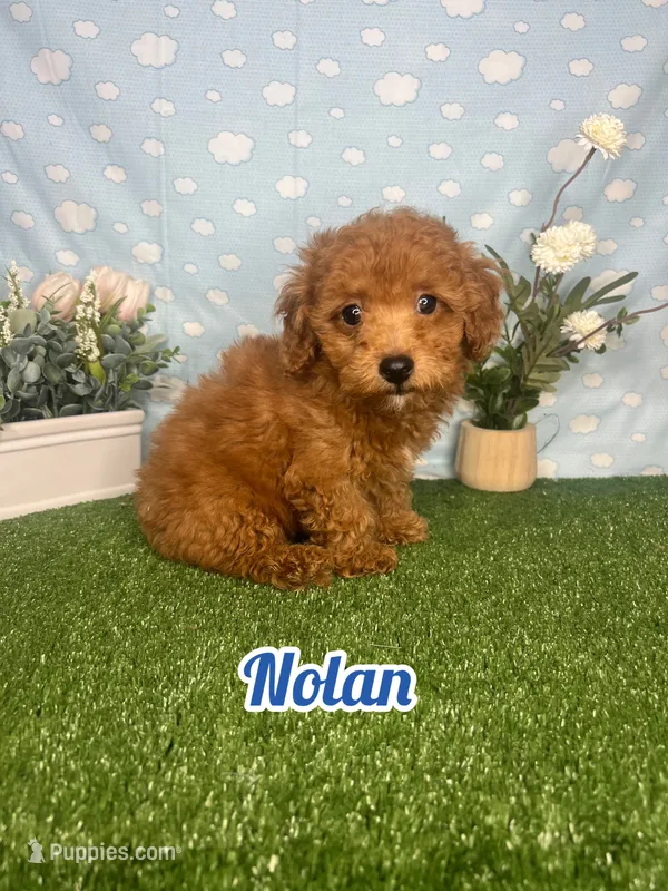 Nolan AKC – Poodle - Toy  puppy for sale in Goldsboro, NC
