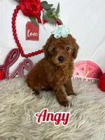 Angy, a female Poodle - Toy  for sale in Goldsboro, NC – Photo 1 of 4