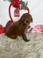 Angy, a female Poodle - Toy  for sale in Goldsboro, NC – Photo 2 of 4