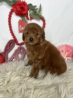 Angy, a female Poodle - Toy  for sale in Goldsboro, NC – Photo 3 of 4
