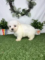 Shaggy, a male Maltese for sale in Goldsboro, NC – 2 of 6