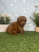 Violet AKC, a female Poodle - Toy  for sale in Goldsboro, NC – 2 of 6