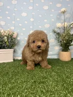 Julia AKC , a female Poodle - Toy  for sale in Goldsboro, NC – 3 of 5