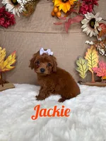 Jackie AKC, a female Poodle - Toy  for sale in Goldsboro, NC – 1 of 4