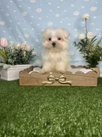 Scrappy ( teacup), a male Maltese for sale in Goldsboro, NC – 3 of 8