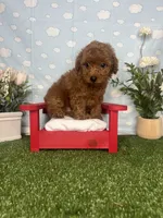 Wes AKC, a male Poodle - Toy  for sale in Goldsboro, NC – 4 of 4