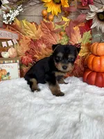 Jason AKC, a male Yorkshire Terrier for sale in Goldsboro, NC – 3 of 4