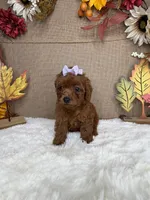 Jackie AKC, a female Poodle - Toy  for sale in Goldsboro, NC – 3 of 4