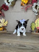 Stephanie AKC, a female Yorkshire Terrier for sale in Goldsboro, NC – 4 of 5