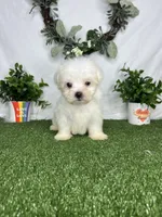 Shaggy, a male Maltese for sale in Goldsboro, NC – 6 of 6