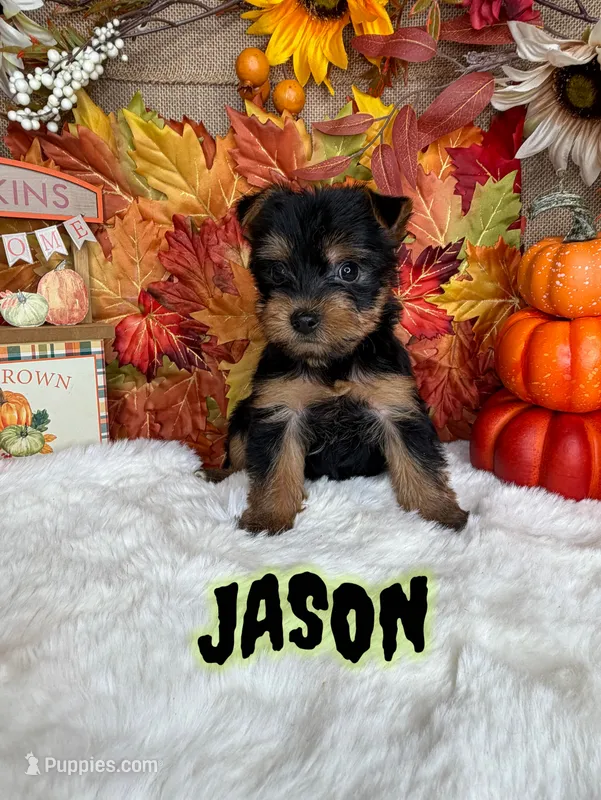 Jason AKC – Yorkshire Terrier puppy for sale in Goldsboro, NC
