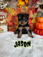 Jason AKC, a male Yorkshire Terrier for sale in Goldsboro, NC – 1 of 4