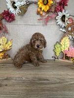 Lucas AKC, a male Poodle - Toy  for sale in Goldsboro, NC – 5 of 5