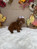 Jackie AKC, a female Poodle - Toy  for sale in Goldsboro, NC – 2 of 4