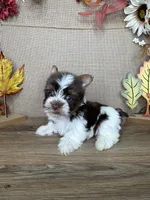 Josie AKC, a female Yorkshire Terrier for sale in Goldsboro, NC – 4 of 4