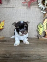 Leslie AKC, a female Yorkshire Terrier for sale in Goldsboro, NC – 2 of 4