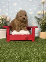 Julia AKC , a female Poodle - Toy  for sale in Goldsboro, NC – 2 of 5
