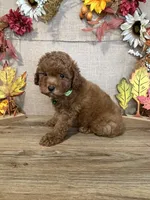 Sam AKC, a male Poodle - Toy  for sale in Goldsboro, NC – 4 of 4