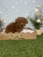 Nolan AKC, a male Poodle - Toy  for sale in Goldsboro, NC – 4 of 4
