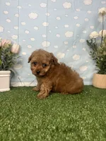 Allen AKc, a male Poodle - Toy  for sale in Goldsboro, NC – 3 of 4