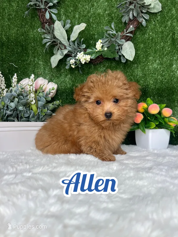 Allen AKc – Poodle - Toy  puppy for sale in Goldsboro, NC
