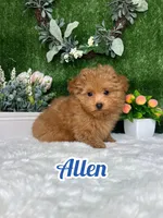 Allen AKc, a male Poodle - Toy  for sale in Goldsboro, NC – 1 of 5