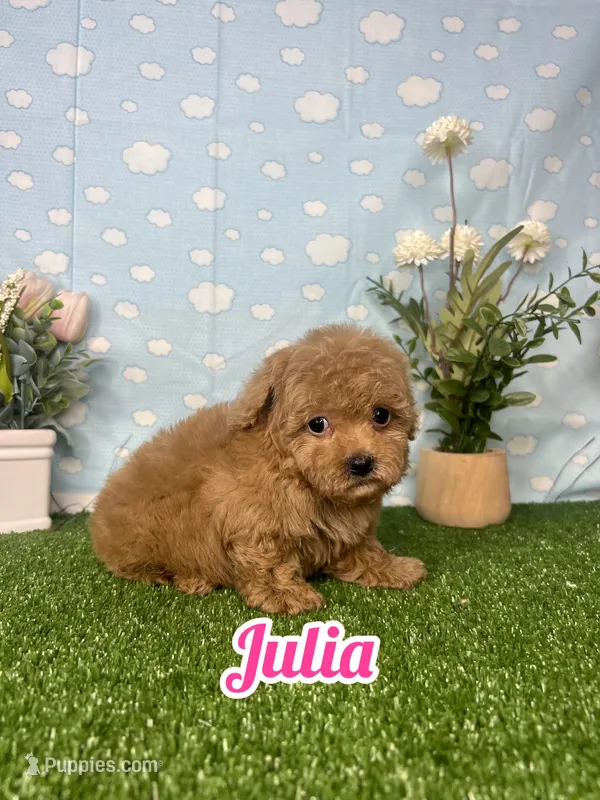 Julia AKC  – Poodle - Toy  puppy for sale in Goldsboro, NC