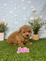 Julia AKC , a female Poodle - Toy  for sale in Goldsboro, NC – 1 of 5