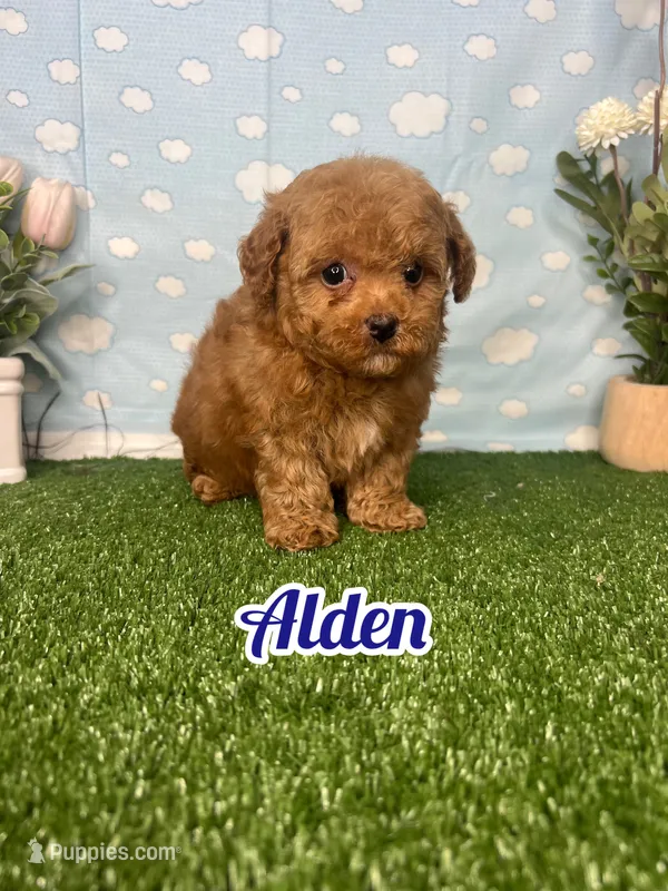 Alden AKC – Poodle - Toy  puppy for sale in Goldsboro, NC