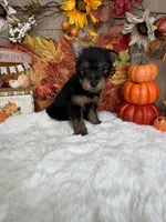 Frank AKC, a male Yorkshire Terrier for sale in Goldsboro, NC – 4 of 4