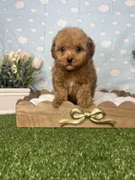 Alden AKC, a male Poodle - Toy  for sale in Goldsboro, NC – 4 of 4