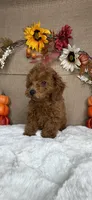 Rossie AKC, a female Poodle - Toy  for sale in Goldsboro, NC – 2 of 4