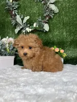 Allen AKc, a male Poodle - Toy  for sale in Goldsboro, NC – 3 of 5