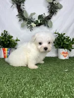 Shaggy, a male Maltese for sale in Goldsboro, NC – 4 of 6