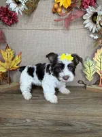 Ashley AKC, a female Yorkshire Terrier for sale in Goldsboro, NC – 4 of 4