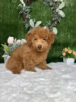 Wes AKC, a male Poodle - Toy  for sale in Goldsboro, NC – 3 of 5