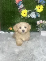 James, a male Maltipoo for sale in Goldsboro, NC – 5 of 5