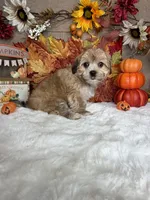 Luna, a female Morkie for sale in Goldsboro, NC – 3 of 3