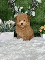 Alden AKC, a female Poodle - Toy  for sale in Goldsboro, NC – 4 of 5