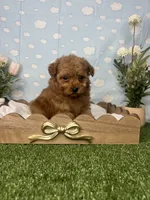 Allen AKc, a male Poodle - Toy  for sale in Goldsboro, NC – 4 of 4