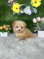 Washington , a male Maltipoo for sale in Goldsboro, NC – 2 of 5