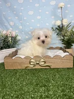Scrappy ( teacup), a male Maltese for sale in Goldsboro, NC – 2 of 8