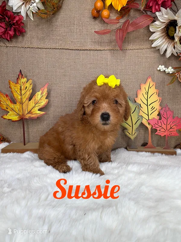 Sussie AKC – Poodle - Toy  puppy for sale in Goldsboro, NC
