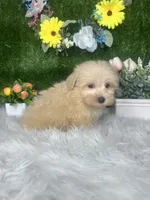 Thomas, a male Maltipoo for sale in Goldsboro, NC – 3 of 4