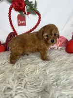 Annie AKC , a female Poodle - Toy  for sale in Goldsboro, NC – Photo 2 of 5